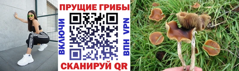ОМГ ОМГ ONION  закладка  Данилов  Галлюциногенные грибы Magic Shrooms 